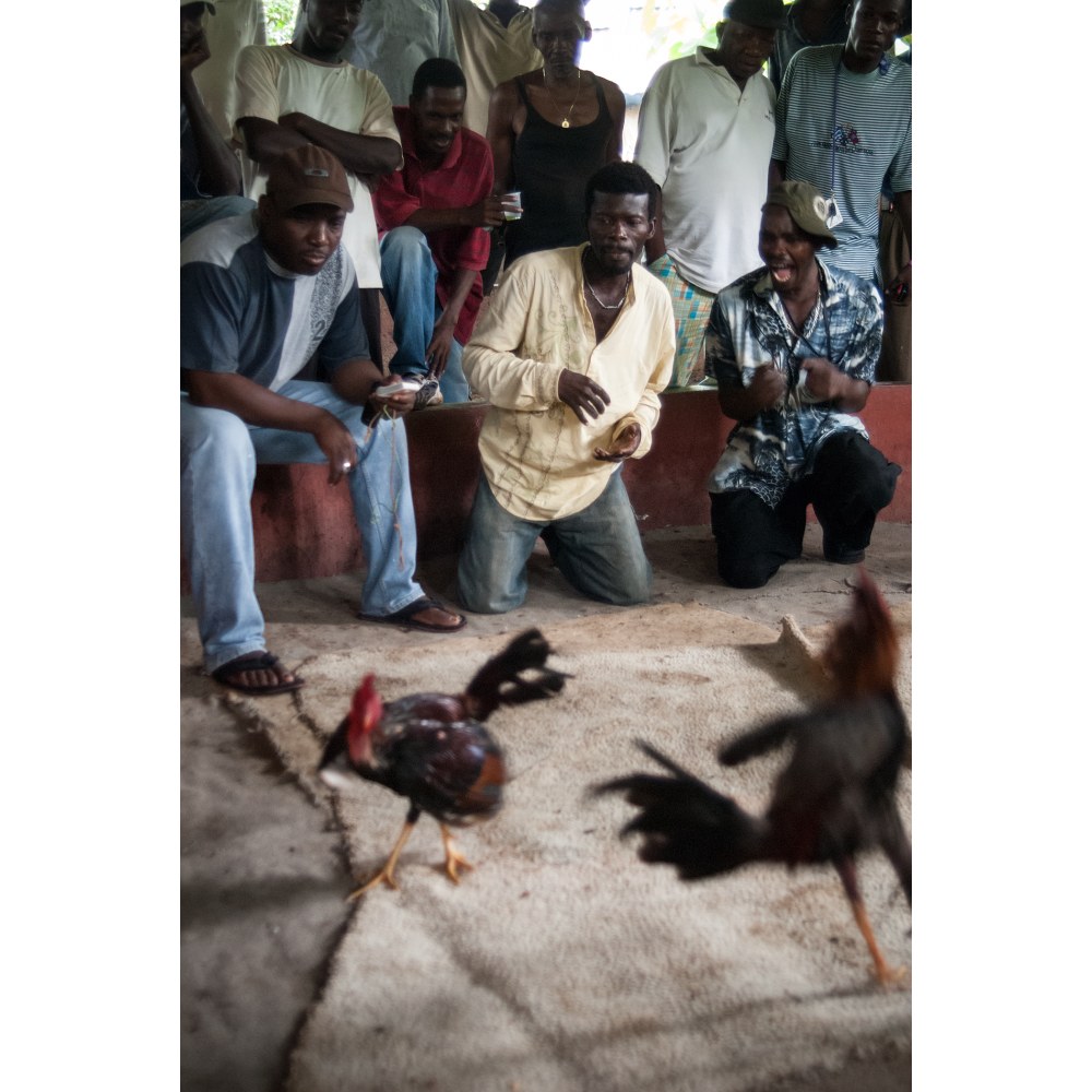 Countryside cockfight