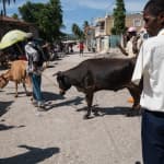 Bulls on street