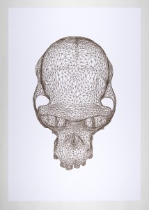 Wireframe illustration of a human skull on a white background