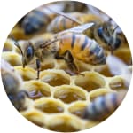 bee products