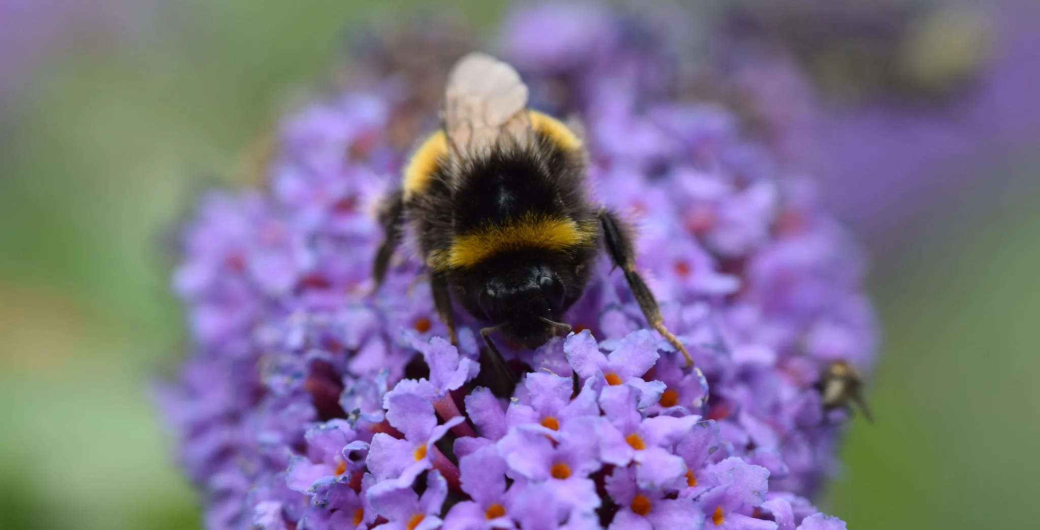 Pollinator Partnership