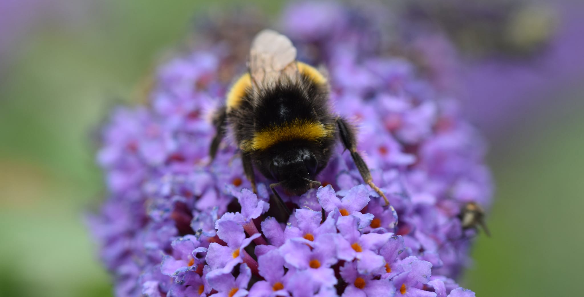 Pollinator Partnership