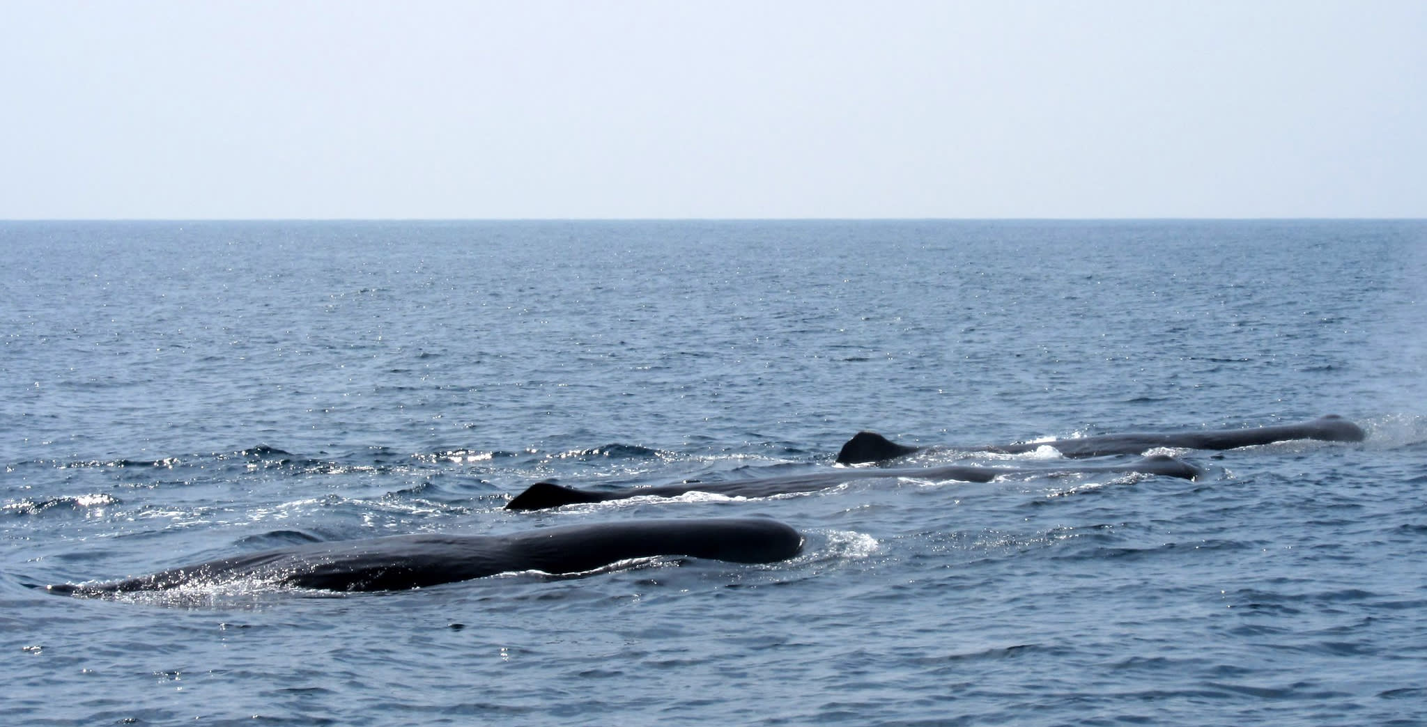 Sea Shepherd Conservation Society