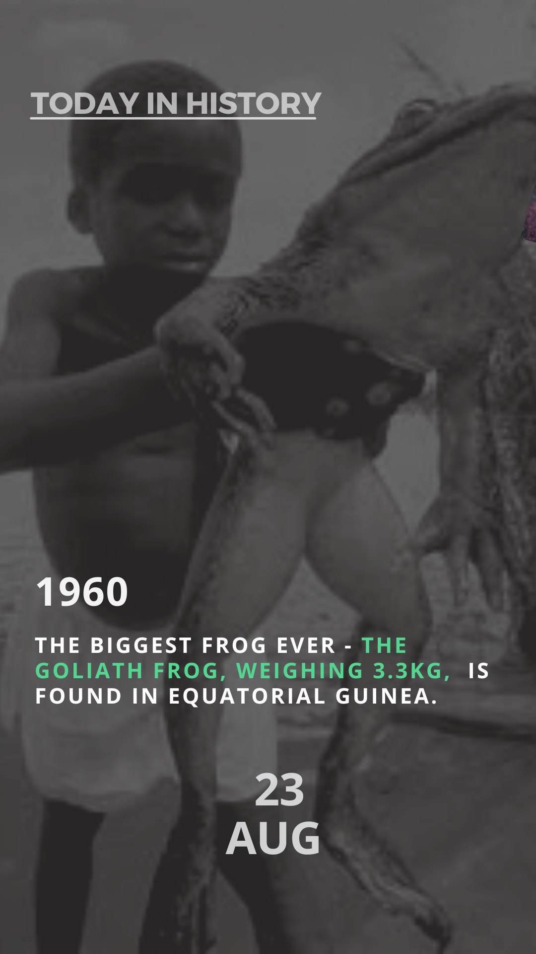 The Goliath Frog