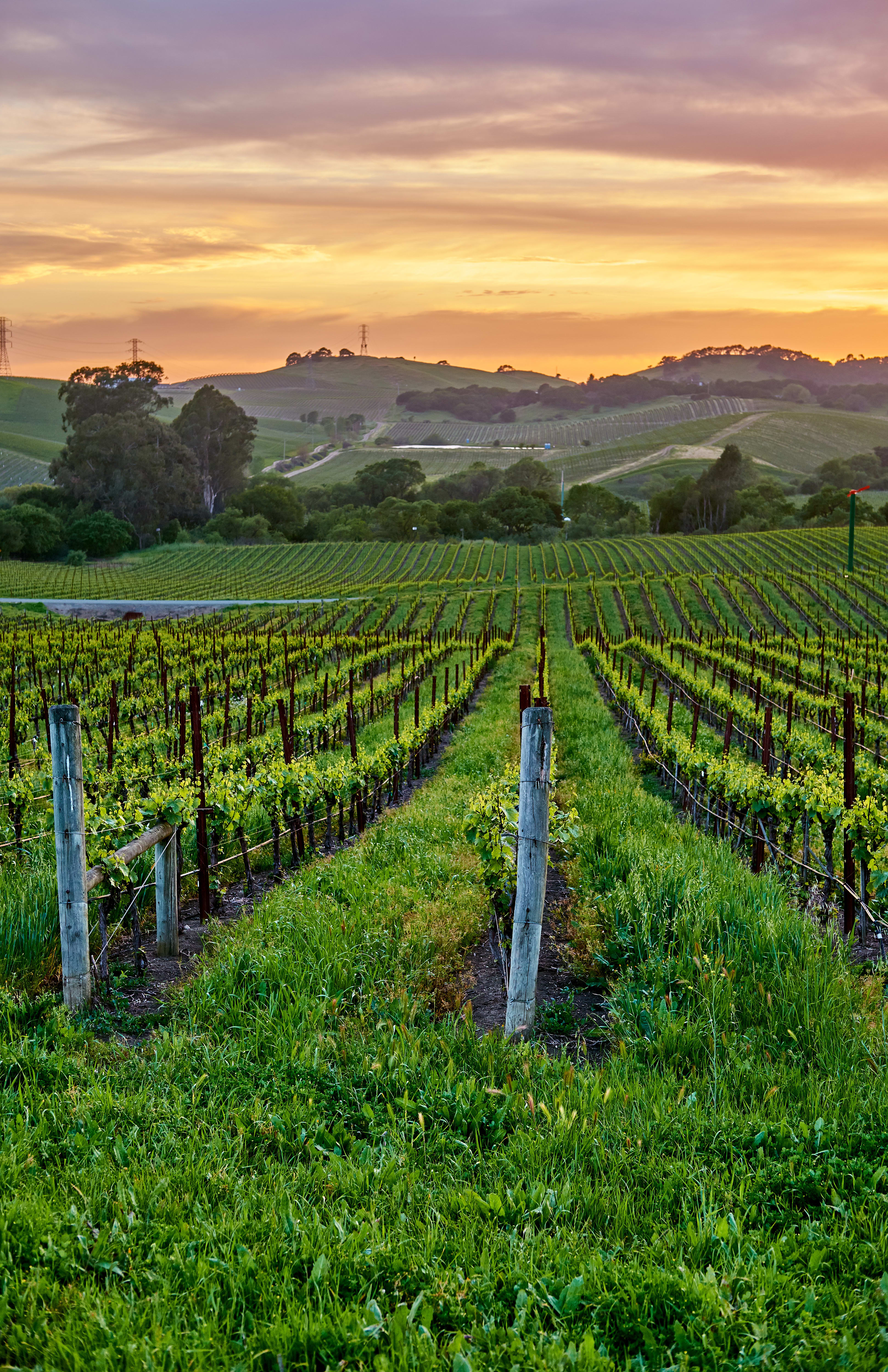 California wine vineyard at sunset