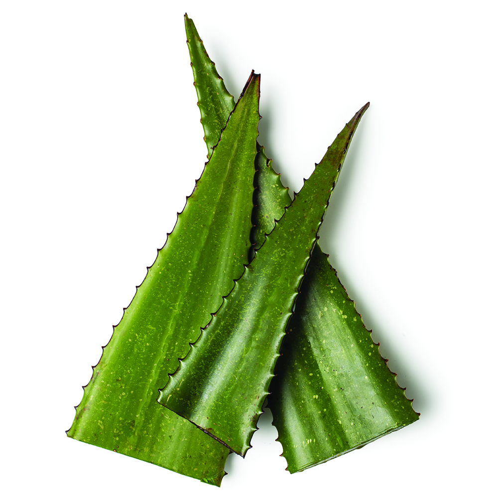 Fresh Aloe Vera Gel Extract Lush Fresh Handmade Cosmetics Uk