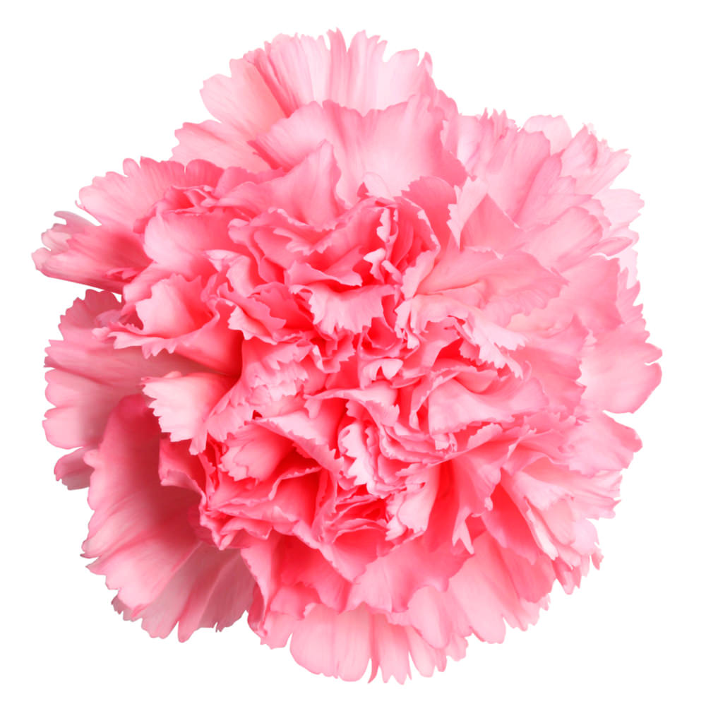 Carnation Absolute | Lush Fresh Handmade Cosmetics UK