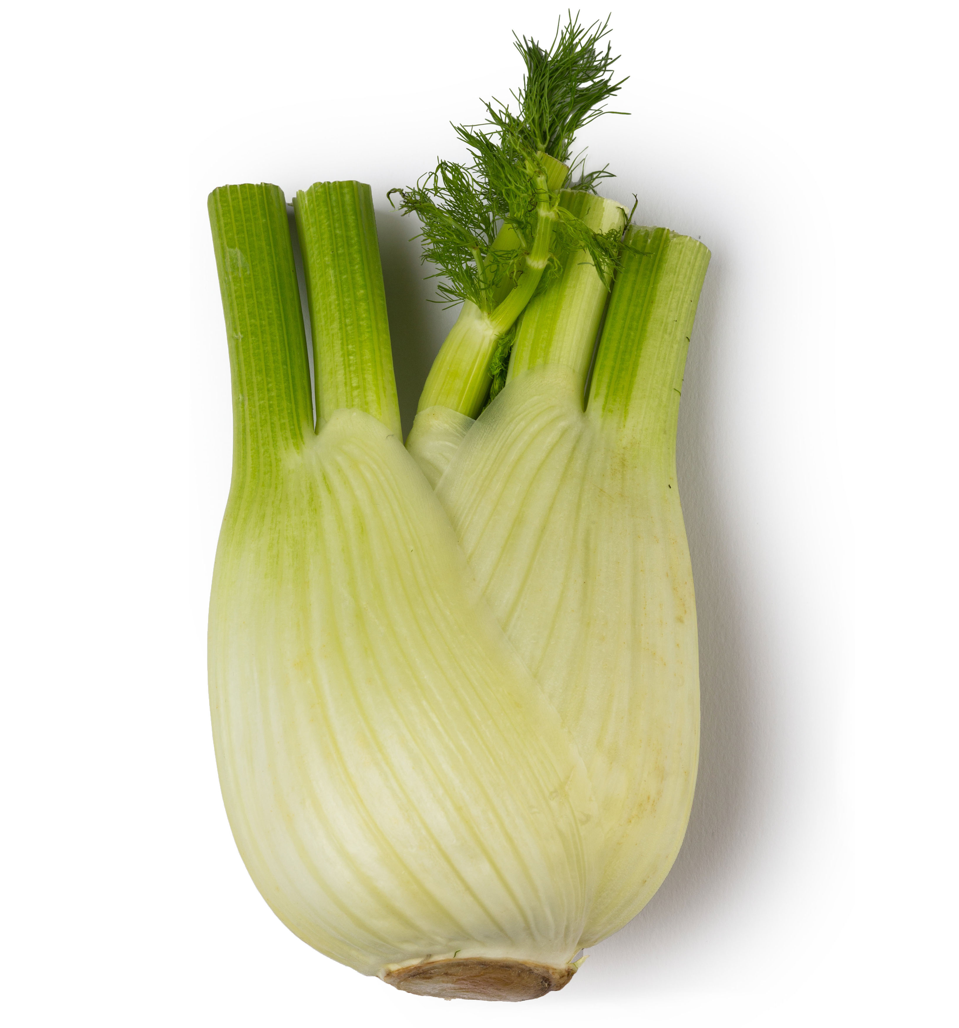 Fennel Oil Lush Fresh Handmade Cosmetics UK