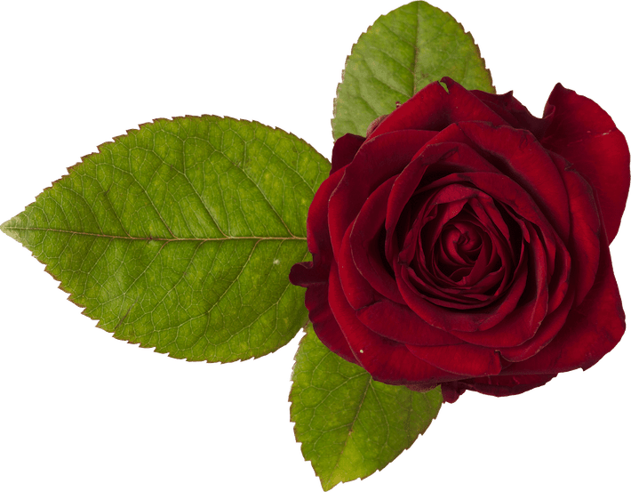 A red rose blossoming