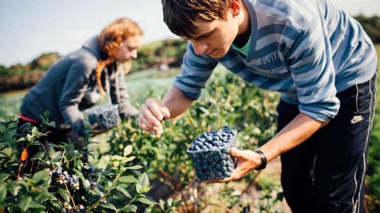 Locally picked blueberries in Purbeck