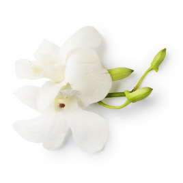 Dove Orchid Dove Orchid