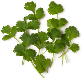 Coriander Oil Coriander Oil