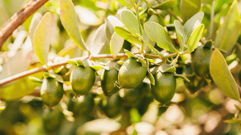 jojoba noot jojoba noot