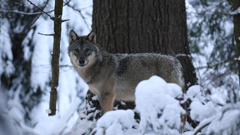 Romania wolf Romania wolf