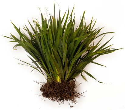 orris root powder