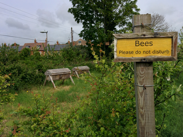 Bees Bees