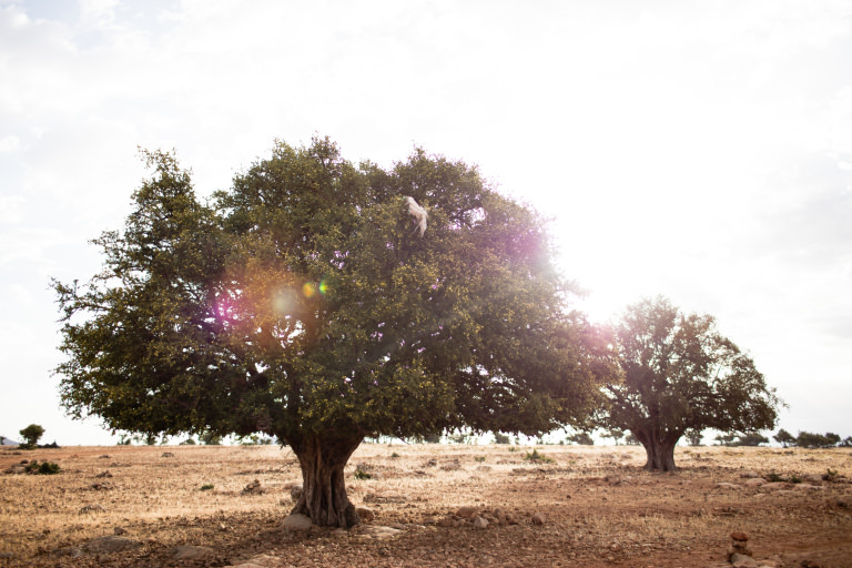 The Argan Tree, produces the regenerative argan fruit The Argan Tree, produces the regenerative Argan fruit