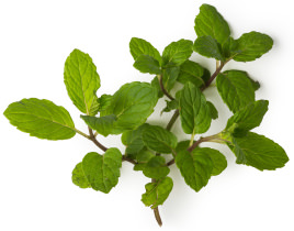 Peppermint Peppermint