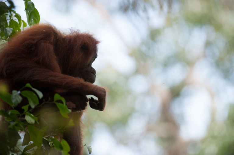 Orangutan - photo by Andrew Walmsley Orangutan - photo by Andrew Walmsley