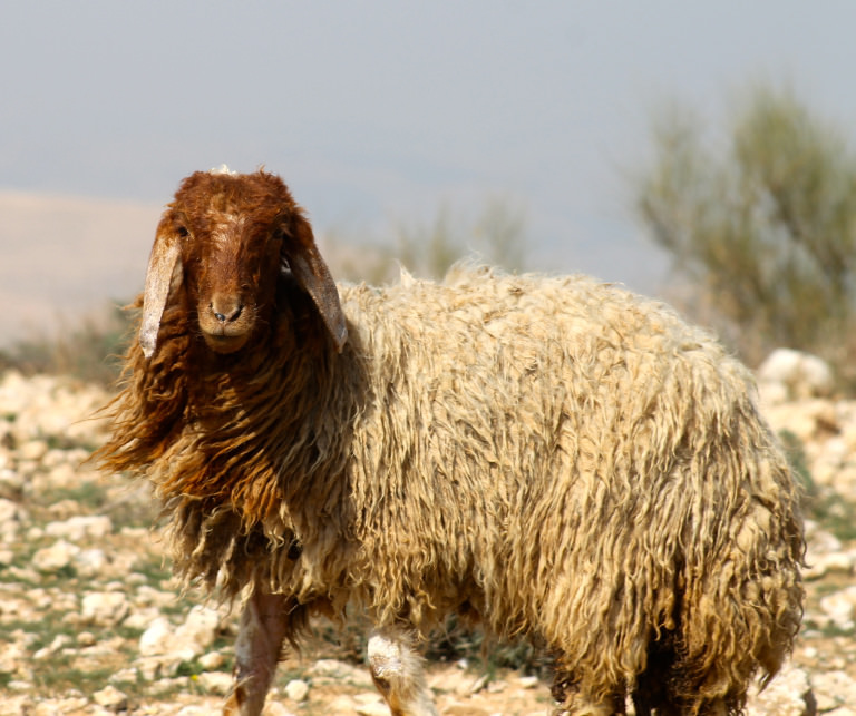Sheep grazing in spring season in the Jordanian highlands. Sheep grazing in spring season in the Jordanian highlands.