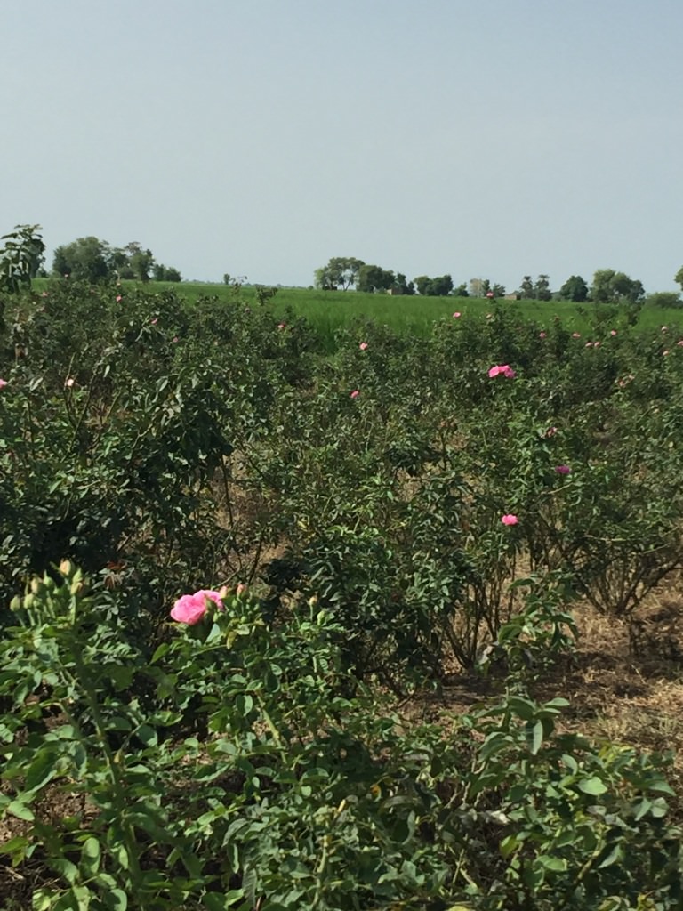 Rose from Pakistan