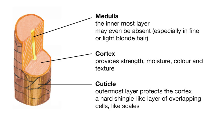 Understanding Hair Structure - Lush Fresh Handmade Cosmetics UK