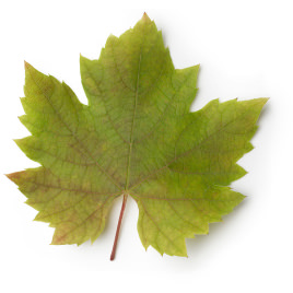 Vine Leaf Vine Leaf