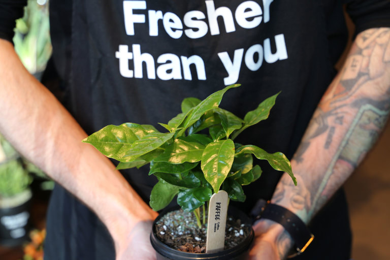 Kaffeepflanze im Lush Pott Eine grüne Kaffeepflanze im Lush Pott angepflanzt, im Hintergrund der Spruch "Fresher than you".