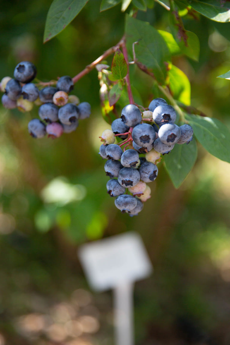 Blueberries growing at the Dorset Blueberry Co. Dorset Blueberry Co.