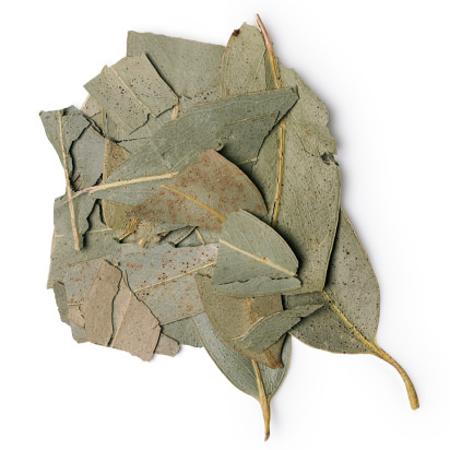 Dried eucalyptus leaves Dried eucalyptus leaves
