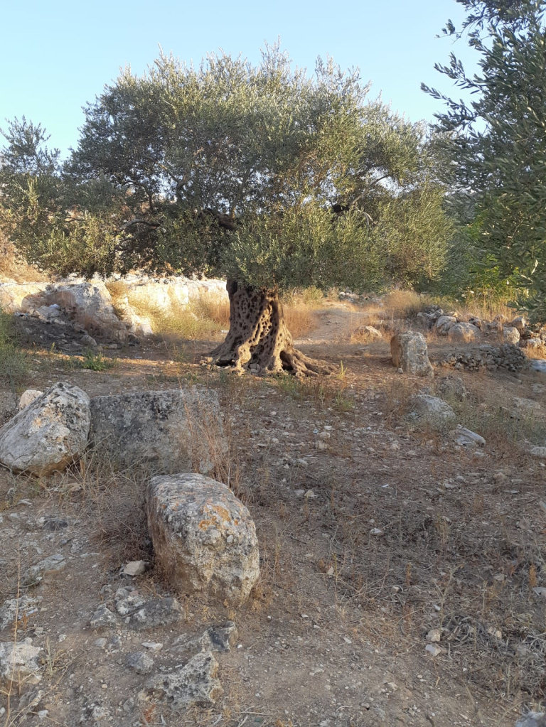 the olive groves surrounding Marda town. Some trees are estimated to be up to 3,000 years old. Marda Permaculture Farm, Olive Tree Gourmet soap