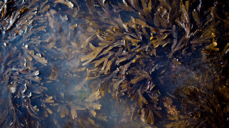 chaluha pilovitá chaluha pilovitá