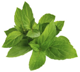 Spearmint Spearmint