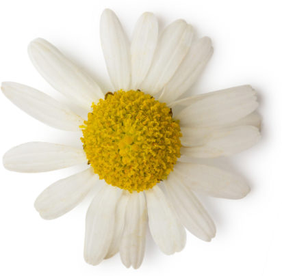 Chamomile Oil Chamomile Oil