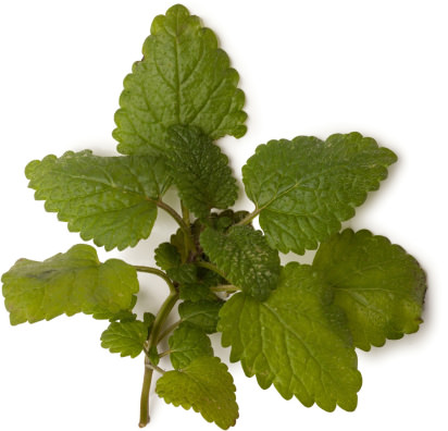 Lemon Balm Lemon Balm