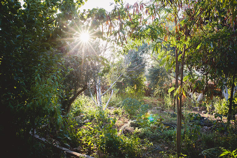 Marda Permaculture Farm, Olive Tree Gourmet soap Marda Permaculture Farm, Olive Tree Gourmet soap