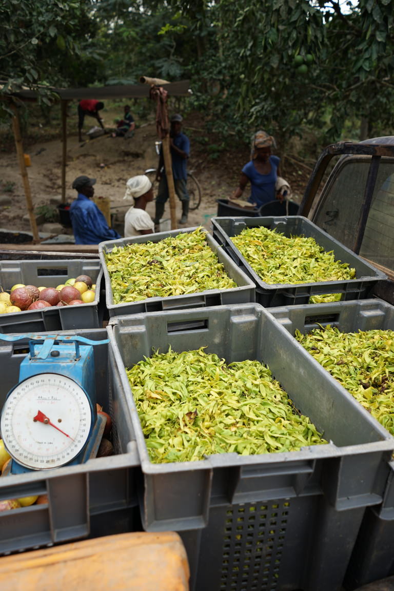 Ylang harvest