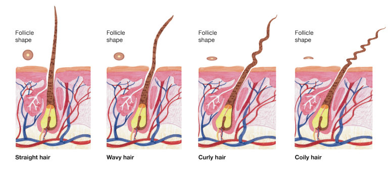 Hey Curl All About Hair Shapes Lush Fresh Handmade Cosmetics Uk