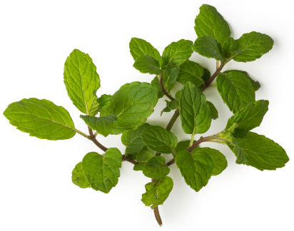 Peppermint Peppermint