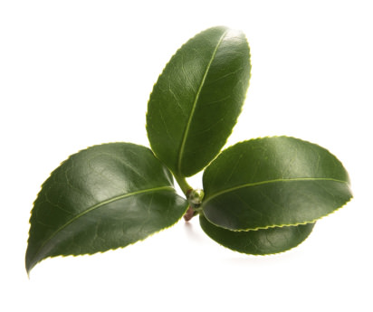 Leaves of the tea plant Leaves of the tea plant