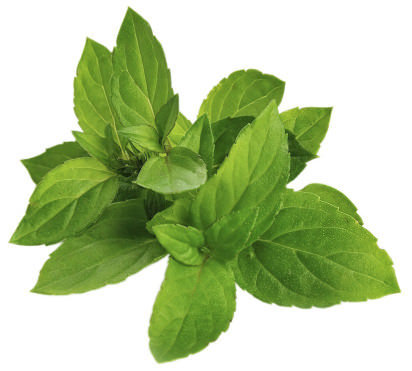 Spearmint Spearmint