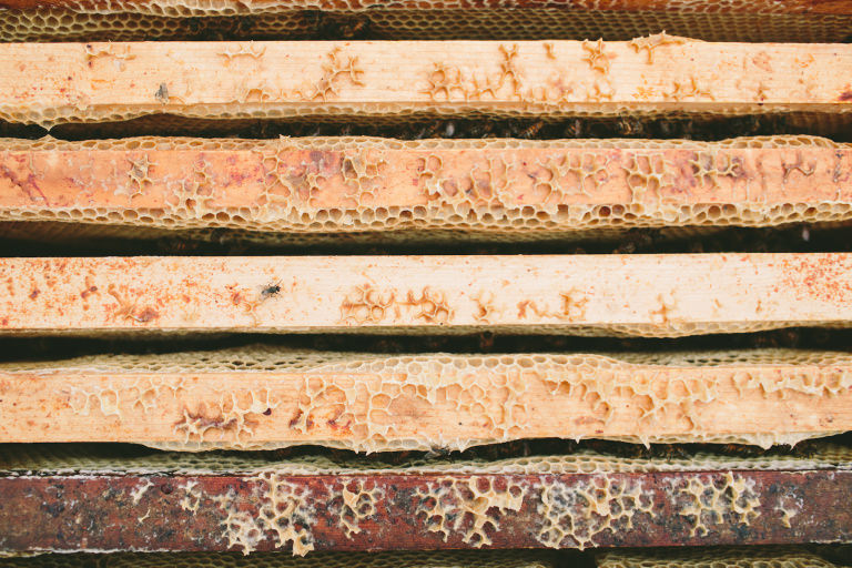 beekeeping beekeeping