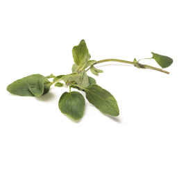 oregano oregano