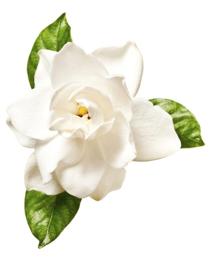 White gardenia flower White gardenia flower