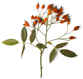 Rosehip Branch of rosehips
