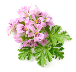 Rose geranium Rose geranium
