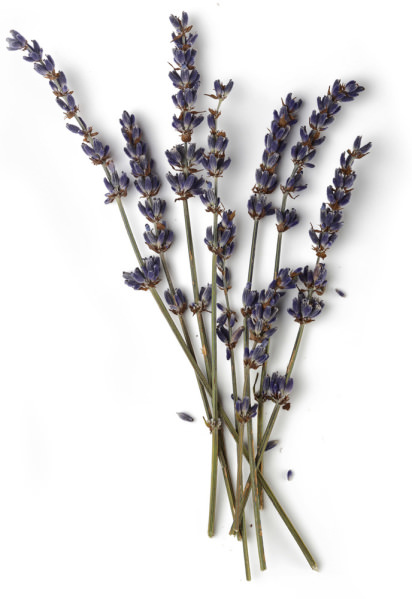 Lavender oil