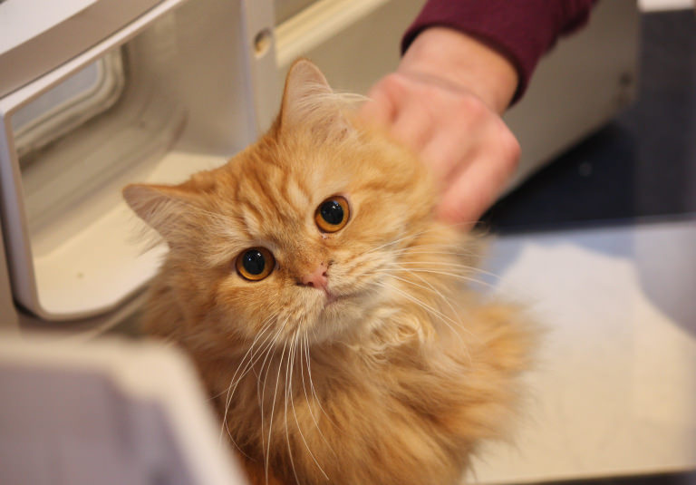 Lush Charity Pot Villa Vacht kat verlamd Lush Charity Pot Villa Vacht kat verlamd