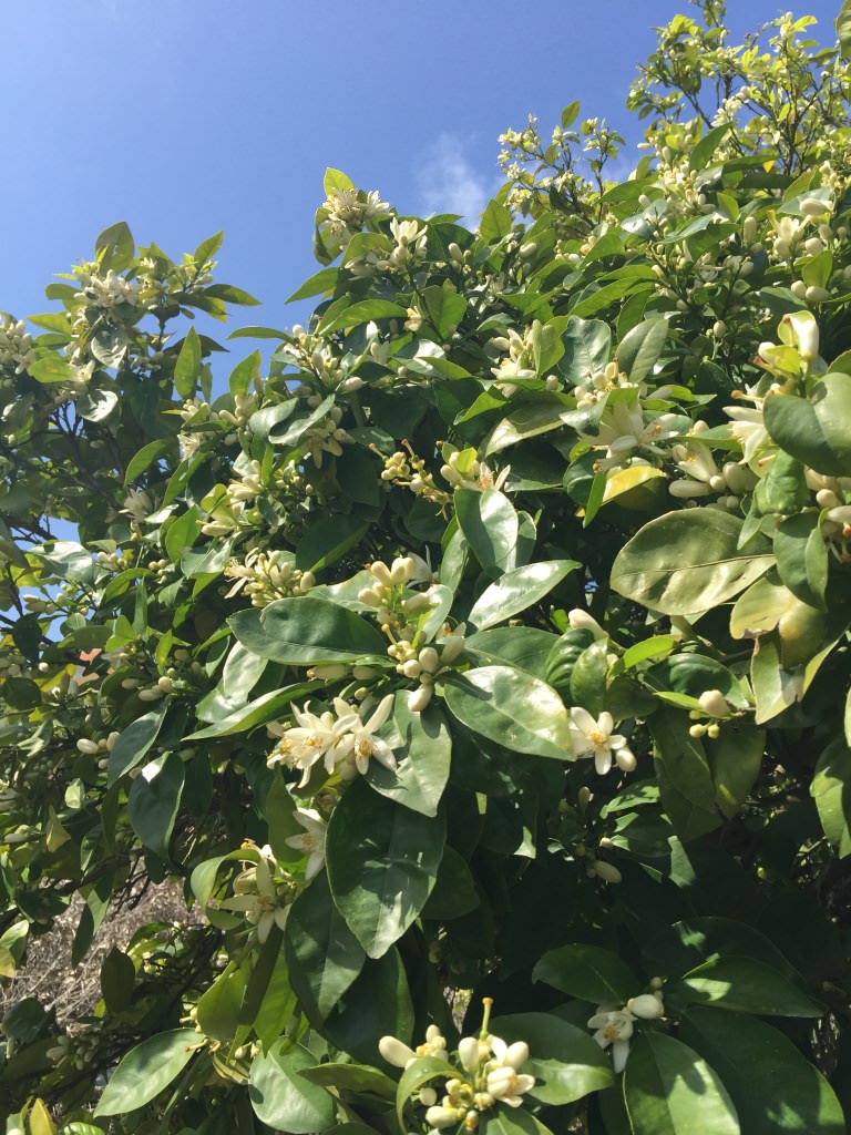 bittere sinaasappelboom bittere sinaasappelboom