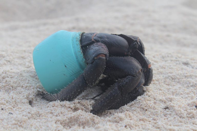 Crab in plastic pot on Henderson Island - photographer Jennifer Lavers Crab in plastic pot on Henderson Island - photographer Jennifer Lavers